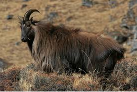 Himalayan Tahr (Hemitragus jemlahicus). The Himalayan Tahr is a remarkable wild goat species found in the rocky mountain slopes and alpine meadows of Kugti Wildlife Sanctuary